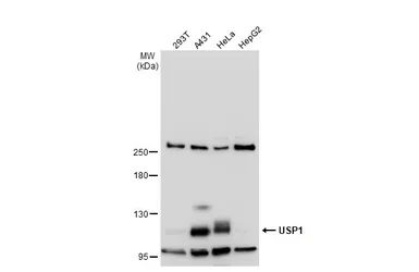 Anti-USP1 antibody used in Western Blot (WB). GTX130252
