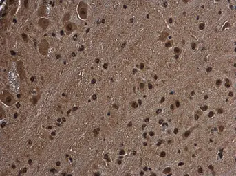 Anti-RGS14 antibody used in IHC (Paraffin sections) (IHC-P). GTX130309