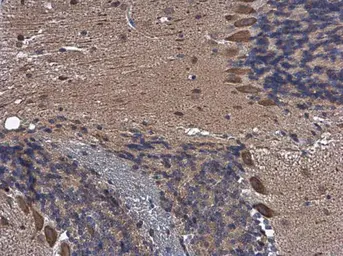 Anti-TCPTP antibody used in IHC (Paraffin sections) (IHC-P). GTX130319