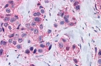 Anti-MAS1 antibody used in IHC (Paraffin sections) (IHC-P). GTX13032