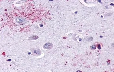 Anti-MAS1 antibody used in IHC (Paraffin sections) (IHC-P). GTX13032