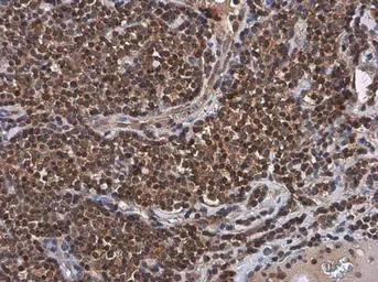 Anti-UBE2I antibody used in IHC (Paraffin sections) (IHC-P). GTX130355