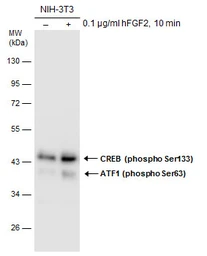 Anti-CREB (phospho Ser133) antibody used in Western Blot (WB). GTX130379