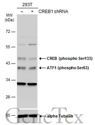 Anti-CREB (phospho Ser133) antibody used in Western Blot (WB). GTX130379
