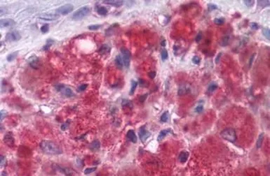 Anti-mGluR3 antibody used in IHC (Paraffin sections) (IHC-P). GTX13041
