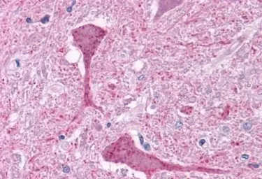Anti-mGluR3 antibody used in IHC (Paraffin sections) (IHC-P). GTX13041