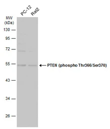 Anti-PTEN (phospho Thr366/Ser370) antibody used in Western Blot (WB). GTX130418