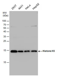 Anti-Histone H3 antibody used in Western Blot (WB). GTX130464