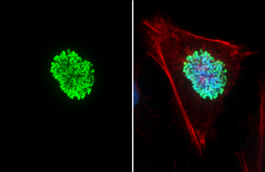 Anti-Histone H3 antibody used in Immunocytochemistry/ Immunofluorescence (ICC/IF). GTX130464