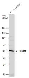 Anti-NMD3 antibody used in Western Blot (WB). GTX130480