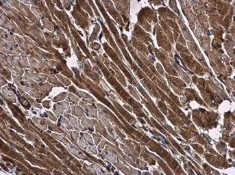 Anti-NMD3 antibody used in IHC (Paraffin sections) (IHC-P). GTX130480