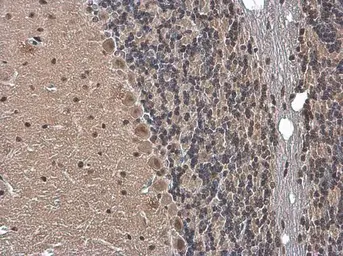 Anti-Gemin 5 antibody used in IHC (Paraffin sections) (IHC-P). GTX130498