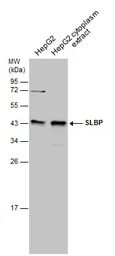 Anti-SLBP antibody used in Western Blot (WB). GTX130597