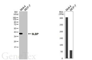 Anti-SLBP antibody used in Western Blot (WB). GTX130597