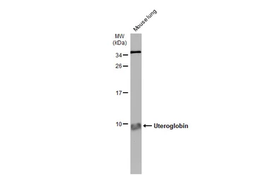 Anti-Uteroglobin antibody used in Western Blot (WB). GTX130640