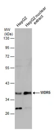 Anti-WDR5 antibody used in Western Blot (WB). GTX130644