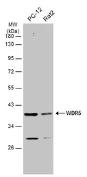 Anti-WDR5 antibody used in Western Blot (WB). GTX130644