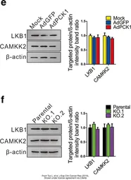 Anti-LKB1 antibody used in Western Blot (WB). GTX130697