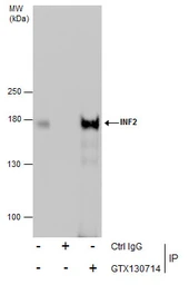 Anti-INF2 antibody used in Immunoprecipitation (IP). GTX130714