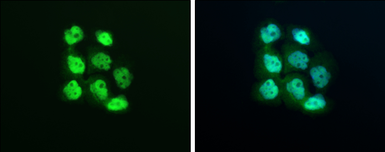 Anti-Exportin 5 antibody used in Immunocytochemistry/ Immunofluorescence (ICC/IF). GTX130727