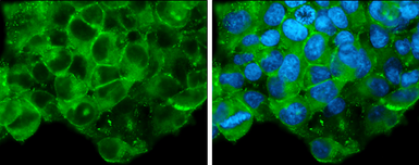 Anti-Glypican-3 antibody used in Immunocytochemistry/ Immunofluorescence (ICC/IF). GTX130732