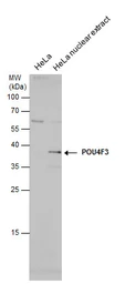Anti-POU4F3 antibody used in Western Blot (WB). GTX130748