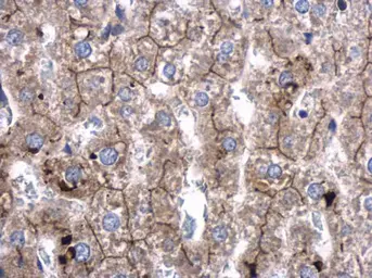 Anti-SRGAP2 antibody used in IHC (Paraffin sections) (IHC-P). GTX130797
