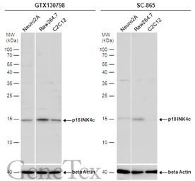 Anti-p18 INK4c antibody used in Western Blot (WB). GTX130798