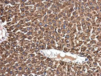Anti-NMT1 antibody used in IHC (Paraffin sections) (IHC-P). GTX130852