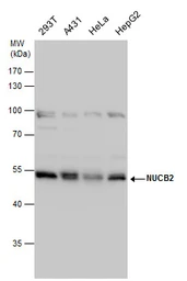 Anti-NUCB2 antibody used in Western Blot (WB). GTX130943