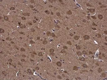 Anti-NUCB2 antibody used in IHC (Paraffin sections) (IHC-P). GTX130943
