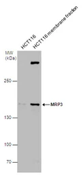 Anti-MRP3 antibody used in Western Blot (WB). GTX130948