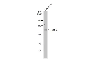 Anti-MRP3 antibody used in Western Blot (WB). GTX130948