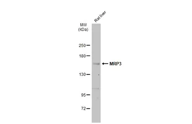 Anti-MRP3 antibody used in Western Blot (WB). GTX130948