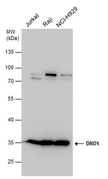 Anti-DND1 antibody used in Western Blot (WB). GTX130960