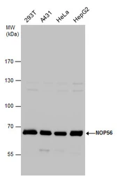 Anti-NOL5A antibody used in Western Blot (WB). GTX130973