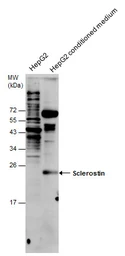 Anti-Sclerostin antibody used in Western Blot (WB). GTX130978