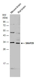 Anti-SNAP29 antibody used in Western Blot (WB). GTX131028