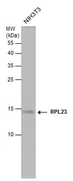 Anti-RPL23 antibody used in Western Blot (WB). GTX131029