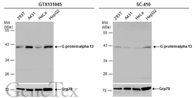 Anti-G protein alpha 13 antibody used in Western Blot (WB). GTX131045