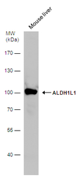 Anti-ALDH1L1 antibody used in Western Blot (WB). GTX131047