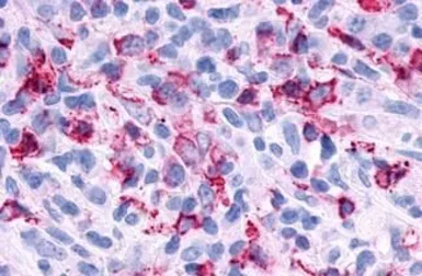 Anti-P2Y6 antibody used in IHC (Paraffin sections) (IHC-P). GTX13106