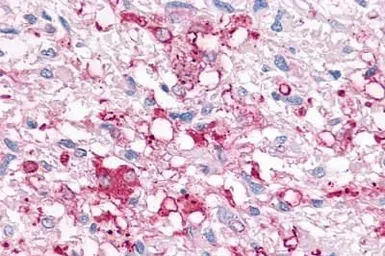 Anti-P2Y6 antibody used in IHC (Paraffin sections) (IHC-P). GTX13106