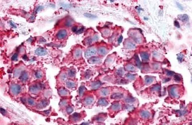 Anti-P2Y6 antibody used in IHC (Paraffin sections) (IHC-P). GTX13106
