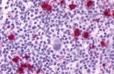 Anti-P2Y4 antibody used in IHC (Paraffin sections) (IHC-P). GTX13108