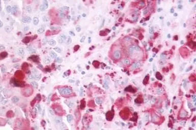 Anti-P2Y4 antibody used in IHC (Paraffin sections) (IHC-P). GTX13108