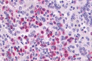 Anti-P2Y4 antibody used in IHC (Paraffin sections) (IHC-P). GTX13108