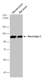 Anti-Neuroligin 3 antibody used in Western Blot (WB). GTX131085