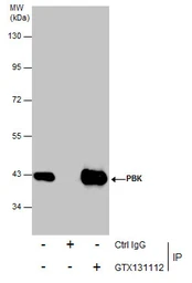 Anti-PBK antibody used in Immunoprecipitation (IP). GTX131112