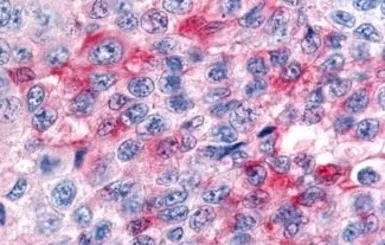 Anti-ROR beta antibody used in IHC (Paraffin sections) (IHC-P). GTX13112